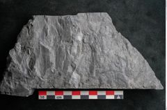 Foto (Detailansicht) von Noeggerathia palmaeformis Goeppert (NHMW-GEO-2024-0188-10740)
